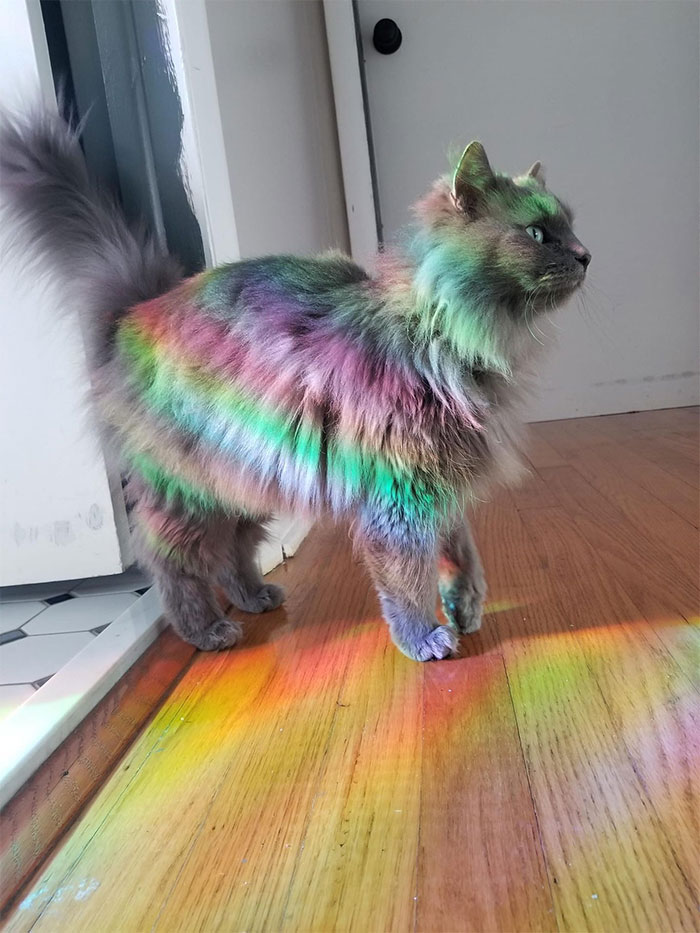 50 Times Cats Had Such ‘Powerful Auras’, Their Owners Just Had To Take A Pic