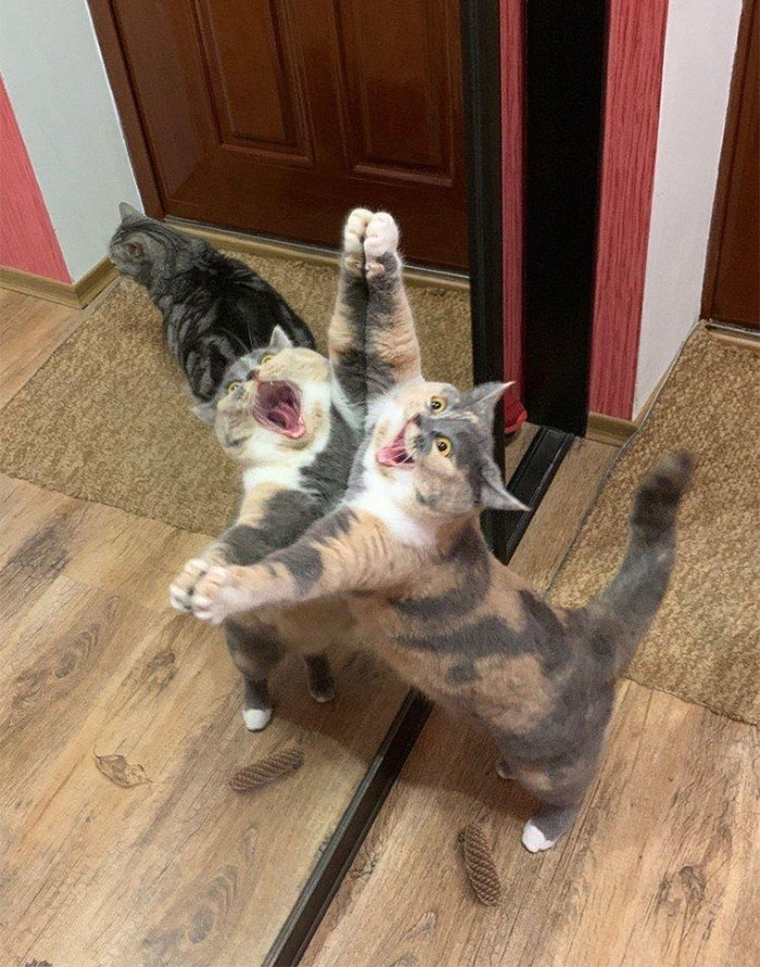 50 Times Cats Had Such ‘Powerful Auras’, Their Owners Just Had To Take A Pic