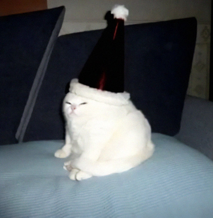 50 Times Cats Had Such ‘Powerful Auras’, Their Owners Just Had To Take A Pic