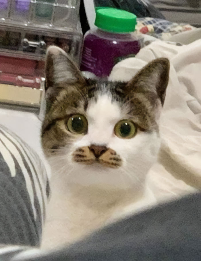 50 Times Cats Had Such ‘Powerful Auras’, Their Owners Just Had To Take A Pic