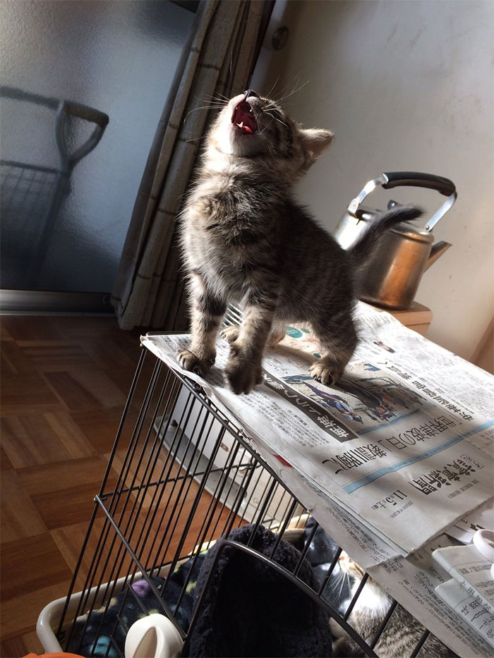 50 Times Cats Had Such ‘Powerful Auras’, Their Owners Just Had To Take A Pic