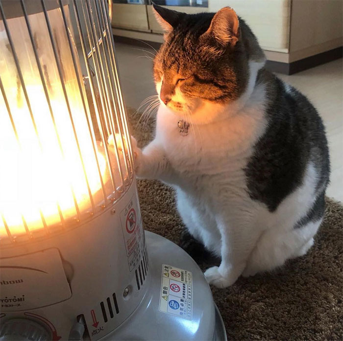 50 Times Cats Had Such ‘Powerful Auras’, Their Owners Just Had To Take A Pic
