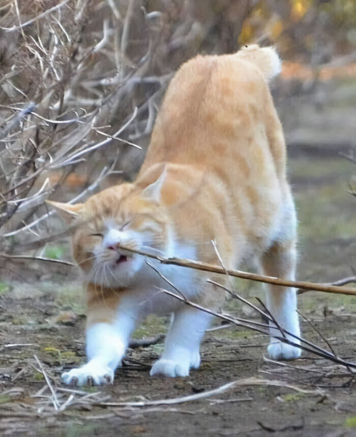 50 Times Cats Had Such ‘Powerful Auras’, Their Owners Just Had To Take A Pic