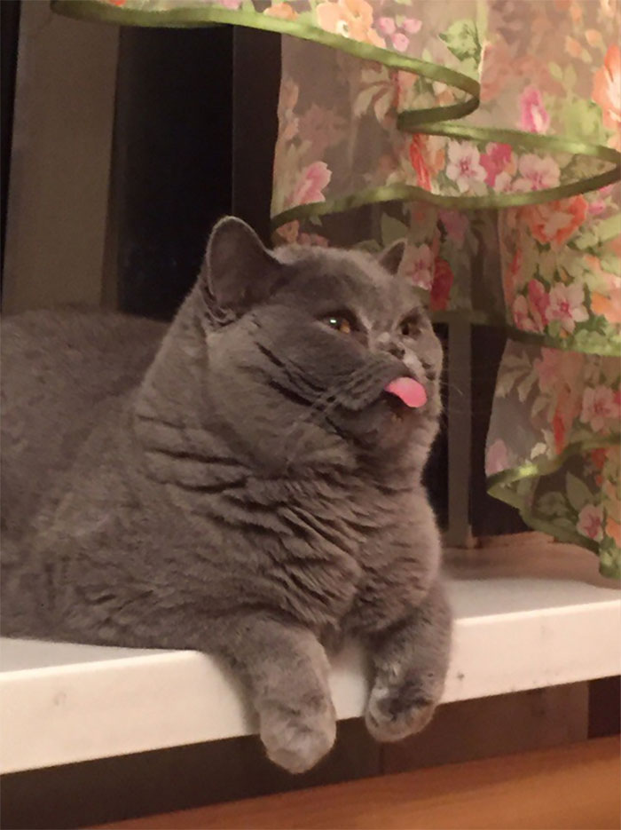 50 Times Cats Had Such ‘Powerful Auras’, Their Owners Just Had To Take A Pic