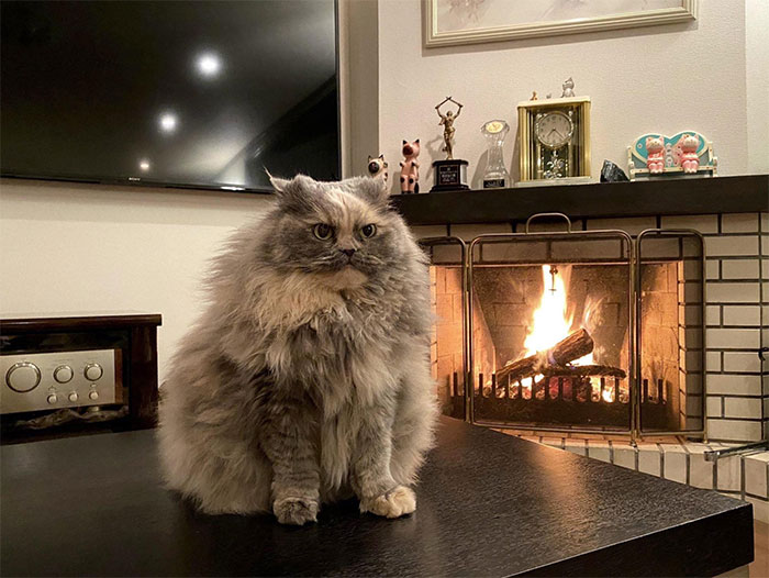 50 Times Cats Had Such ‘Powerful Auras’, Their Owners Just Had To Take A Pic