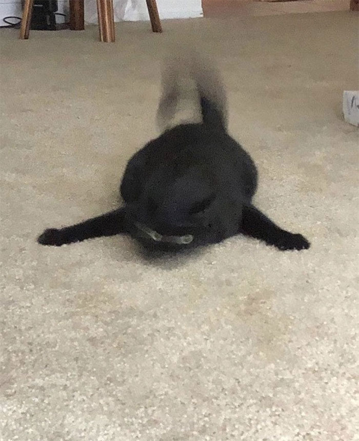 50 Times Cats Had Such ‘Powerful Auras’, Their Owners Just Had To Take A Pic