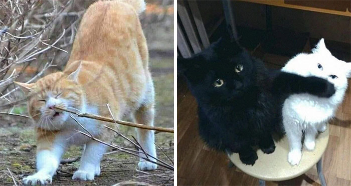 50 Times Cats Had Such ‘Powerful Auras’, Their Owners Just Had To Take A Pic