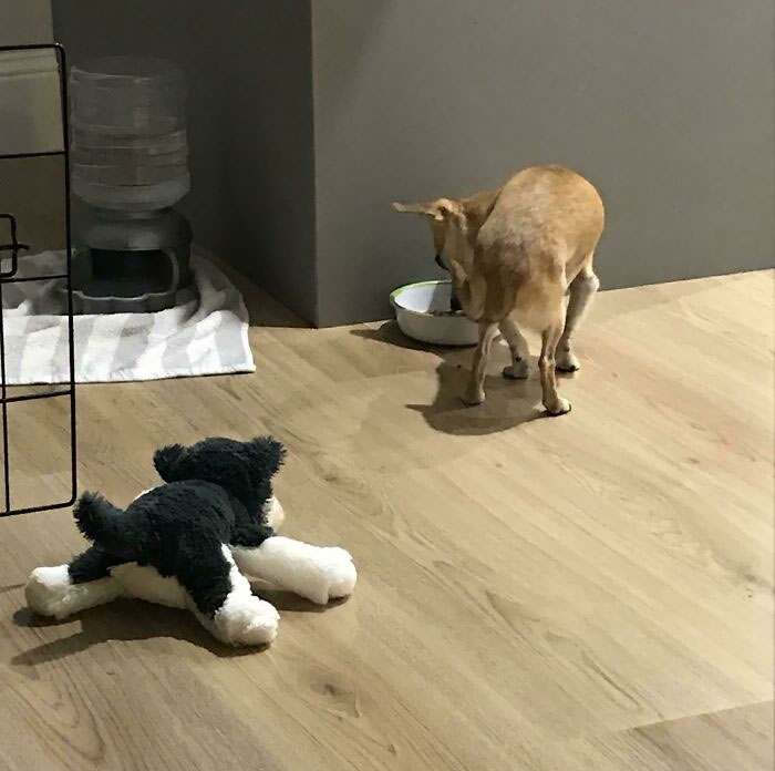 Un chihuahua muy quisquilloso solo come si otro perro lo mira. Esta es nuestra solución mientras nuestro otro perro está fuera