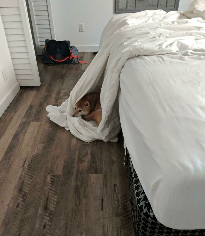 Not Allowed On The Bed, So Naturally, My Shiba Has Found A Workaround
