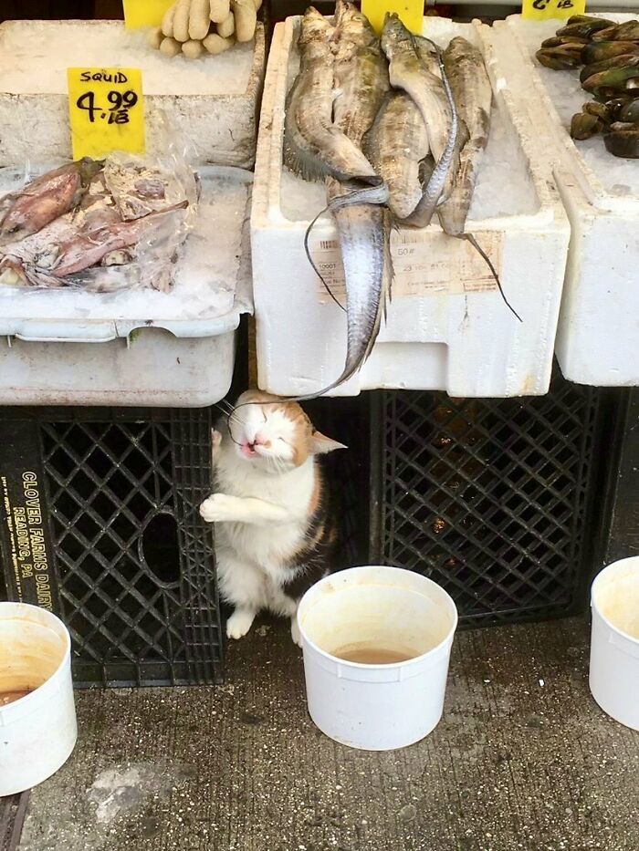 This Twitter Account Collects Photos Of Cats In Small Shops Looking Like They Own The Place (50 New Pics)