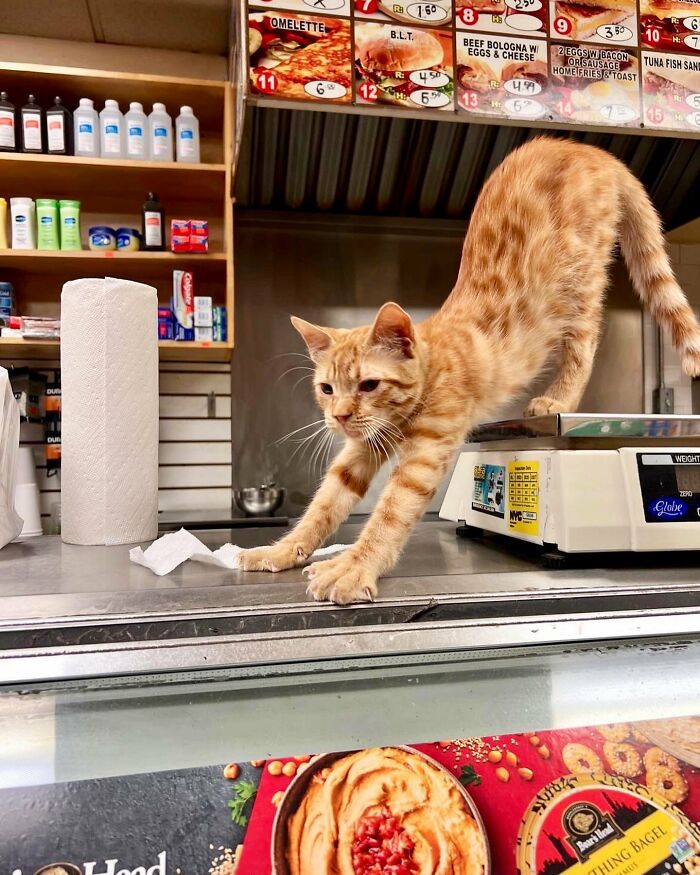 Funny-Store-Cats-Pictures