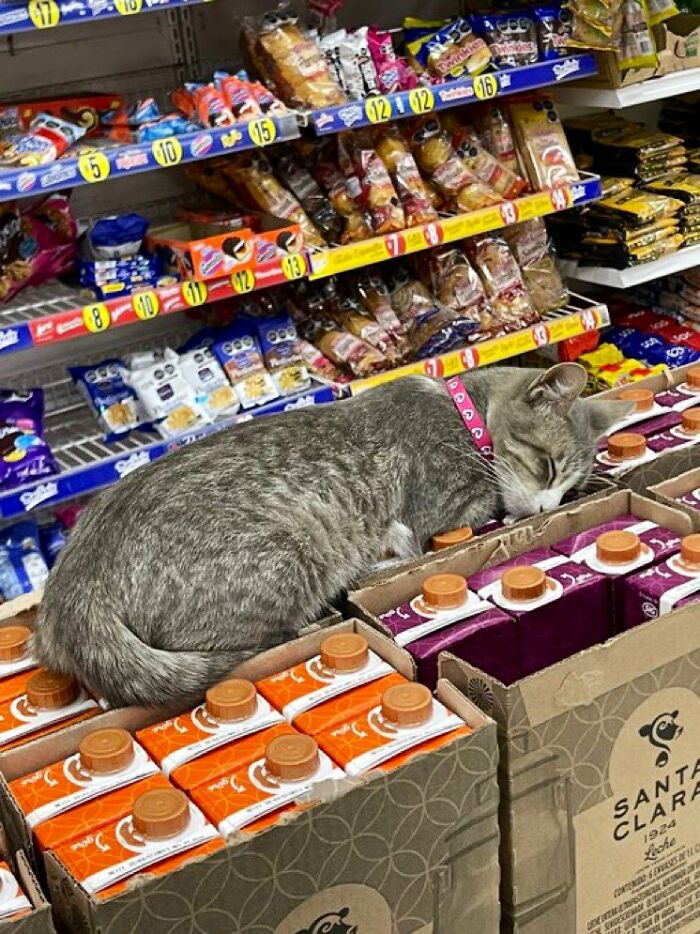 Funny-Store-Cats-Pictures