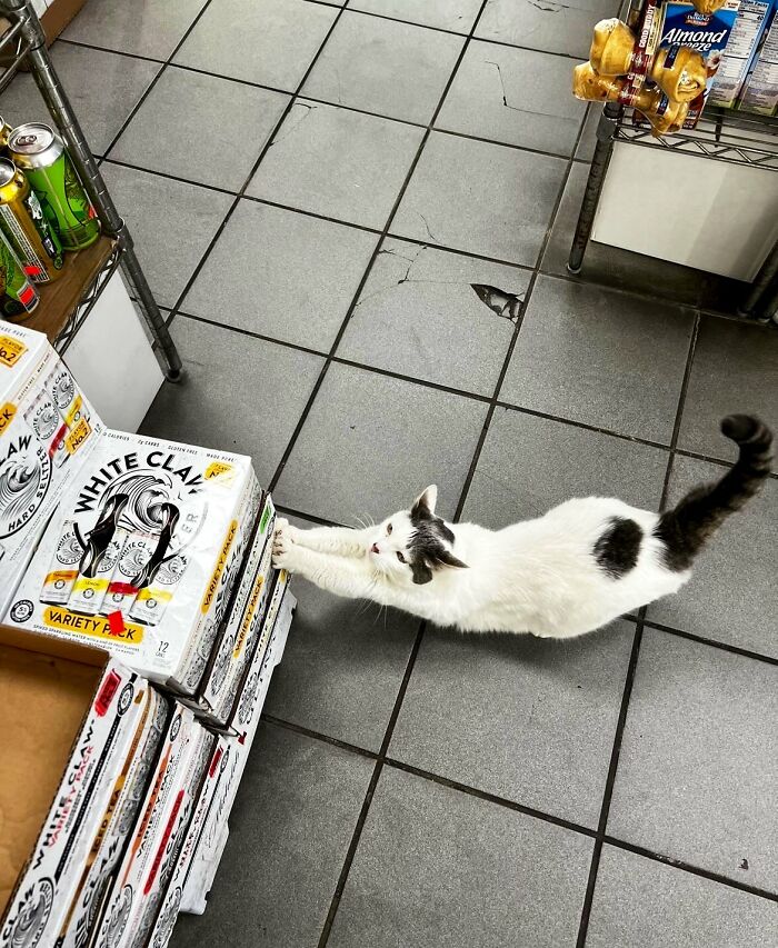 Funny-Store-Cats-Pictures