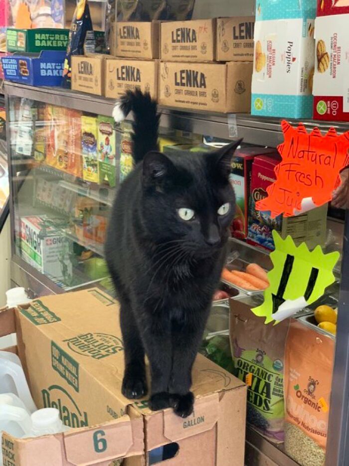 Funny-Store-Cats-Pictures