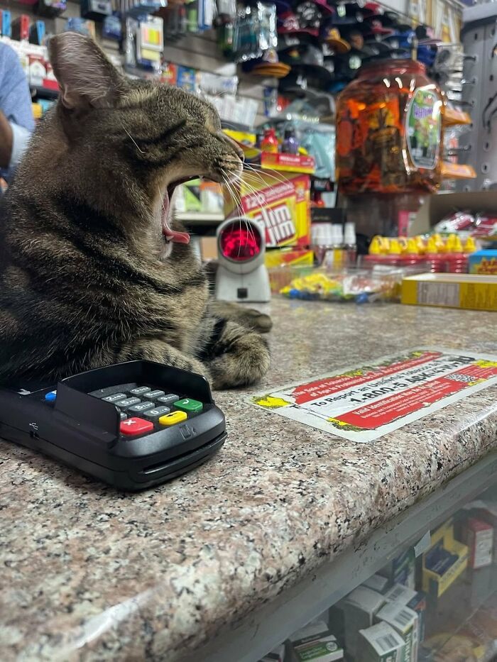 Funny-Store-Cats-Pictures