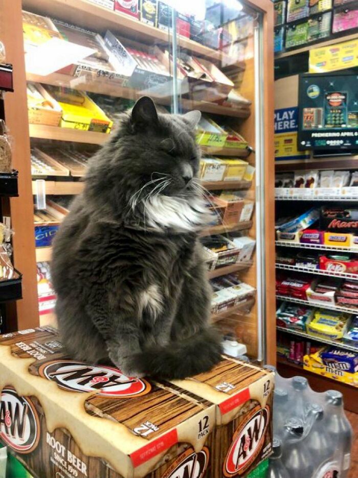 Funny-Store-Cats-Pictures