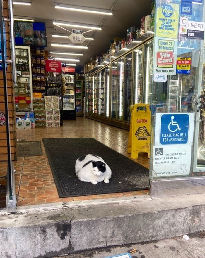 Funny-Store-Cats-Pictures