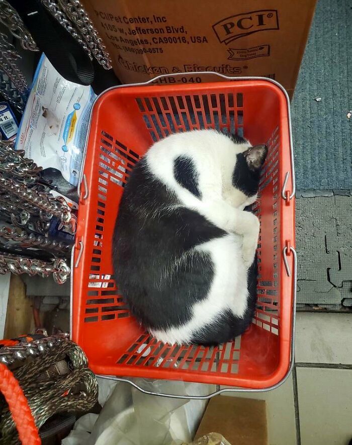 This Twitter Account Collects Photos Of Cats In Small Shops Looking Like They Own The Place (50 New Pics)