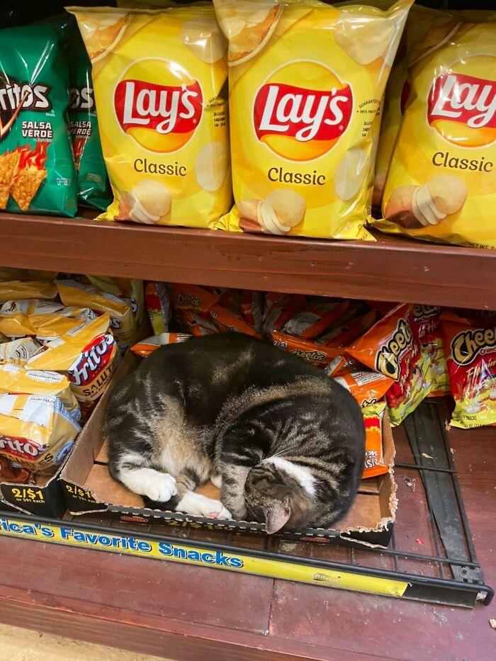 Funny-Store-Cats-Pictures