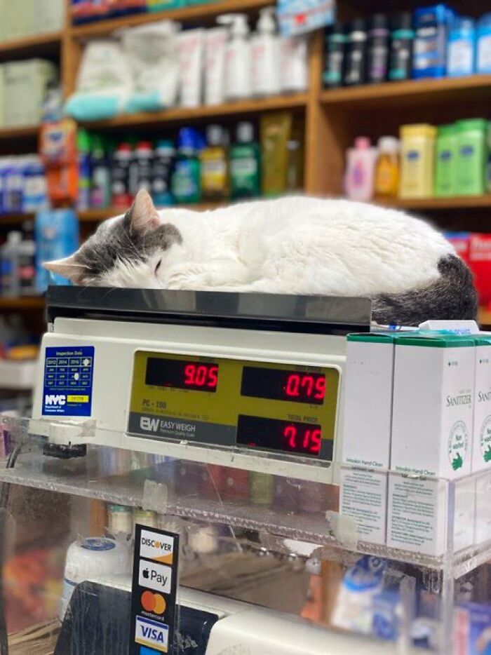 Funny-Store-Cats-Pictures