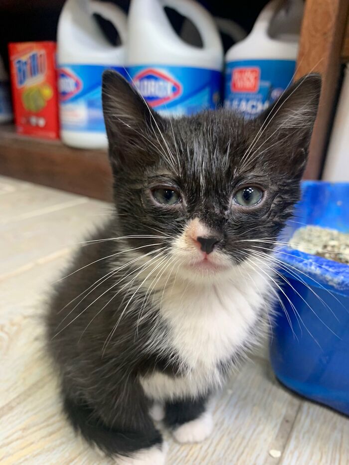 Funny-Store-Cats-Pictures