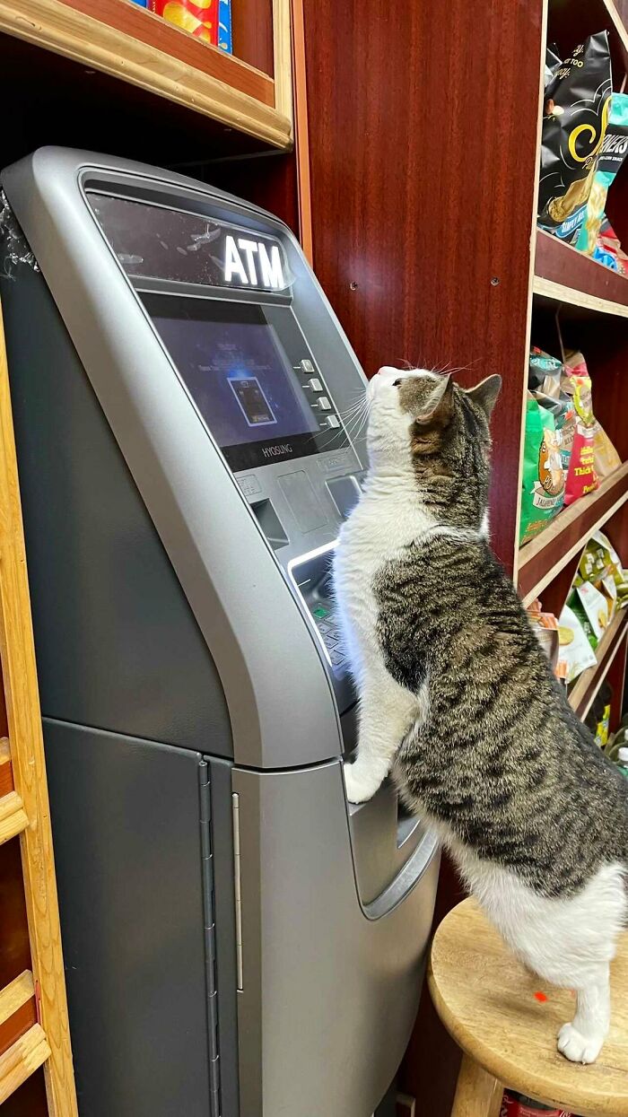 Funny-Store-Cats-Pictures