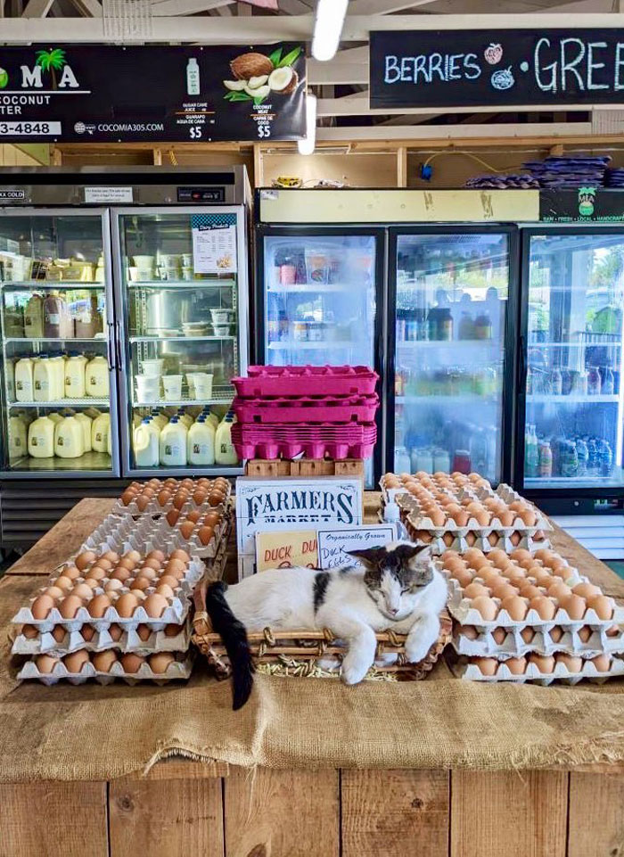 This Twitter Account Collects Photos Of Cats In Small Shops Looking Like They Own The Place (50 New Pics)