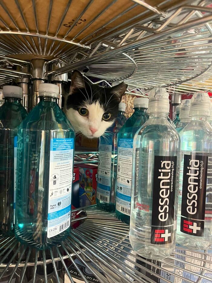 Funny-Store-Cats-Pictures