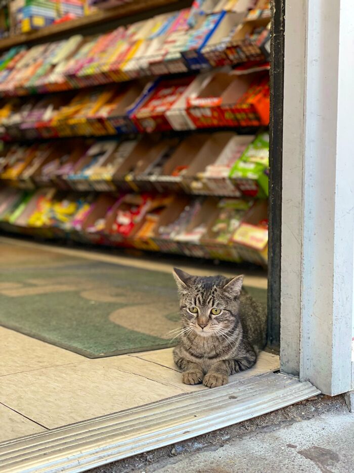 Funny-Store-Cats-Pictures