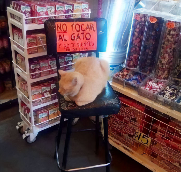 This Twitter Account Collects Photos Of Cats In Small Shops Looking Like They Own The Place (50 New Pics)