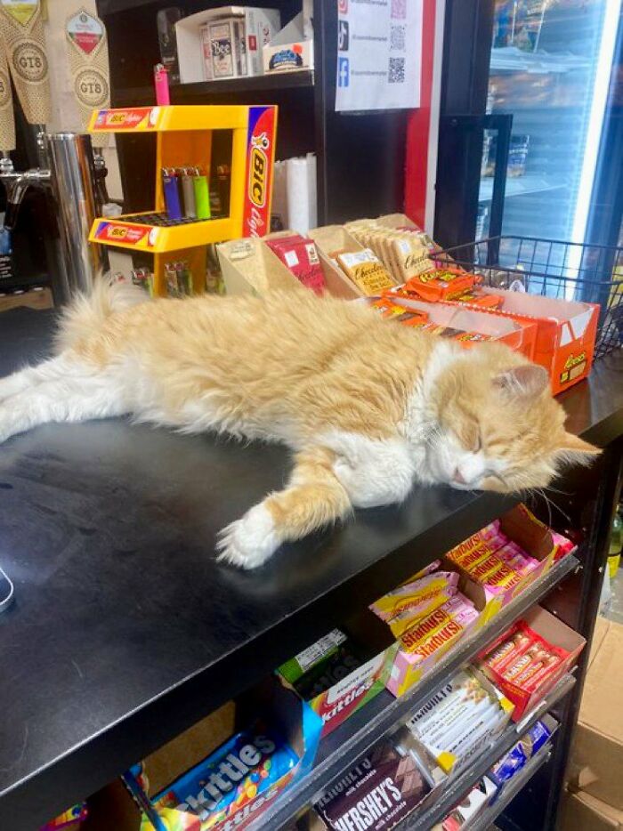 Funny-Store-Cats-Pictures