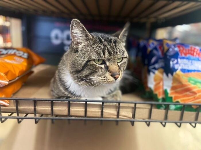 Funny-Store-Cats-Pictures