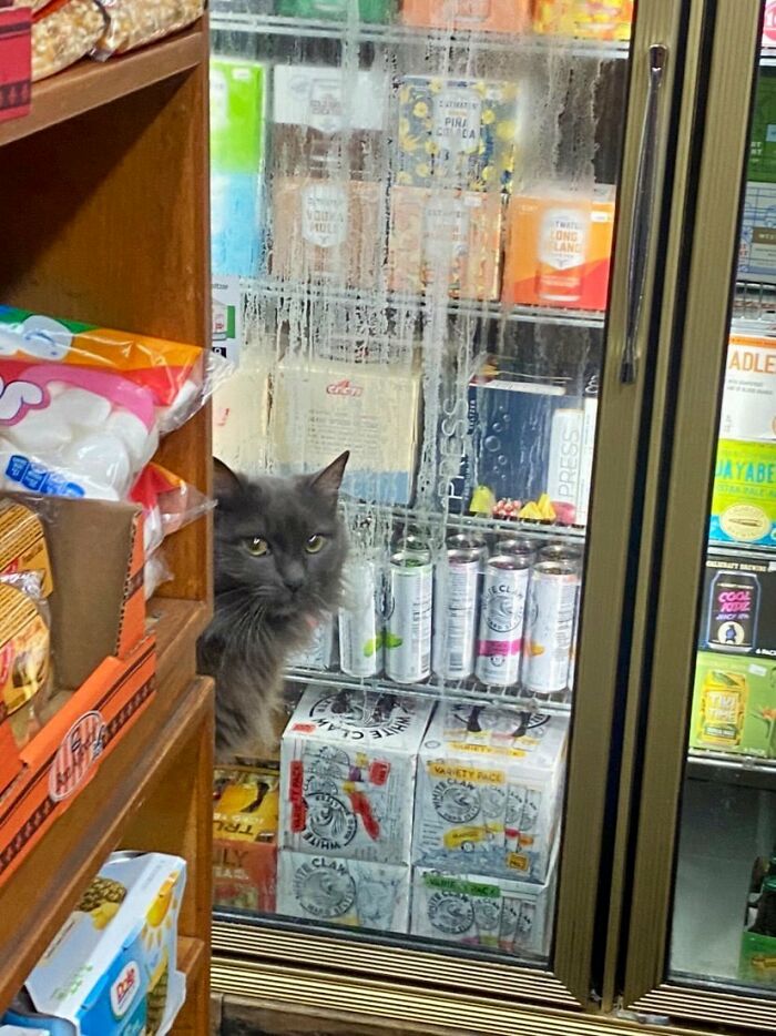 This Twitter Account Collects Photos Of Cats In Small Shops Looking Like They Own The Place (50 New Pics)