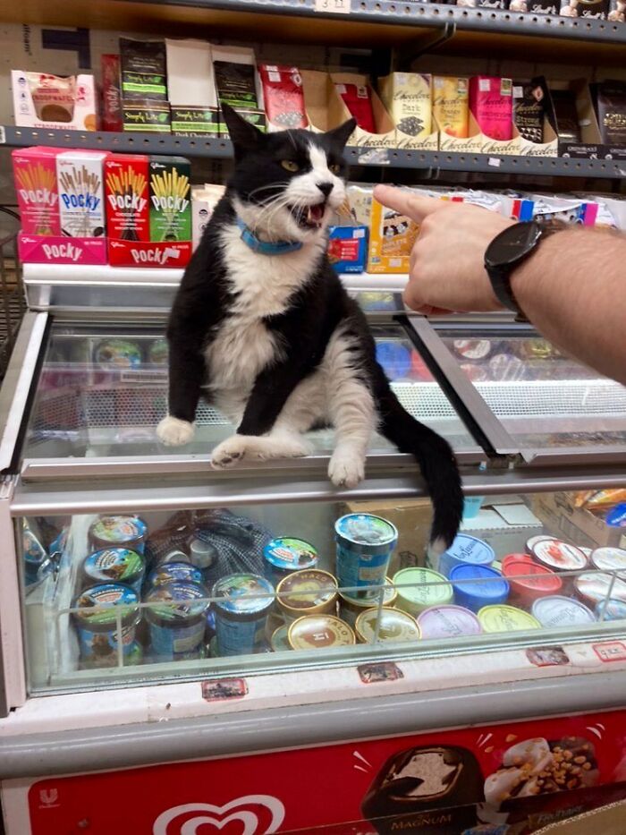 Funny-Store-Cats-Pictures