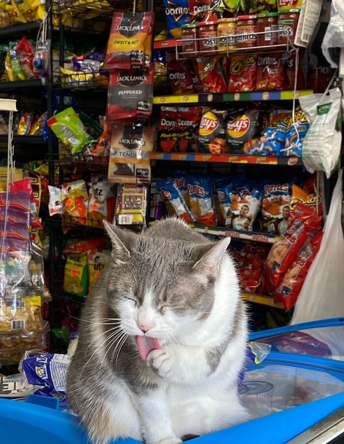 Funny-Store-Cats-Pictures