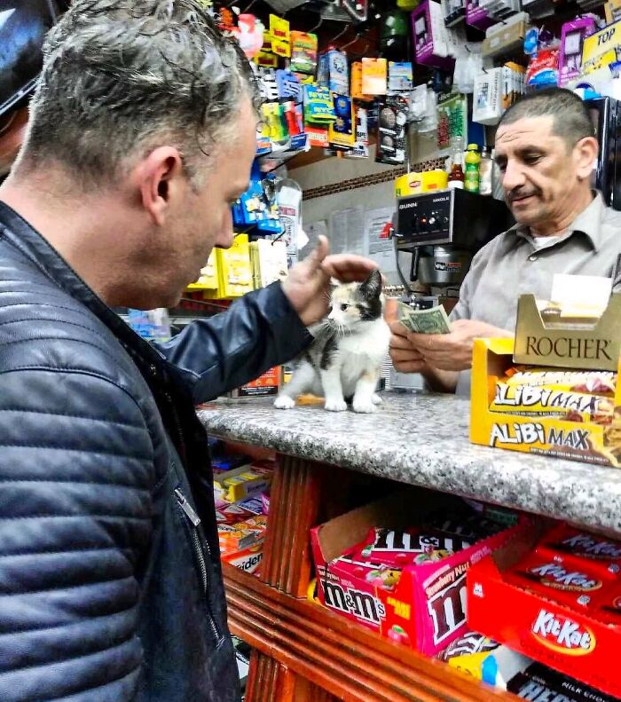 This Twitter Account Collects Photos Of Cats In Small Shops Looking Like They Own The Place (50 New Pics)
