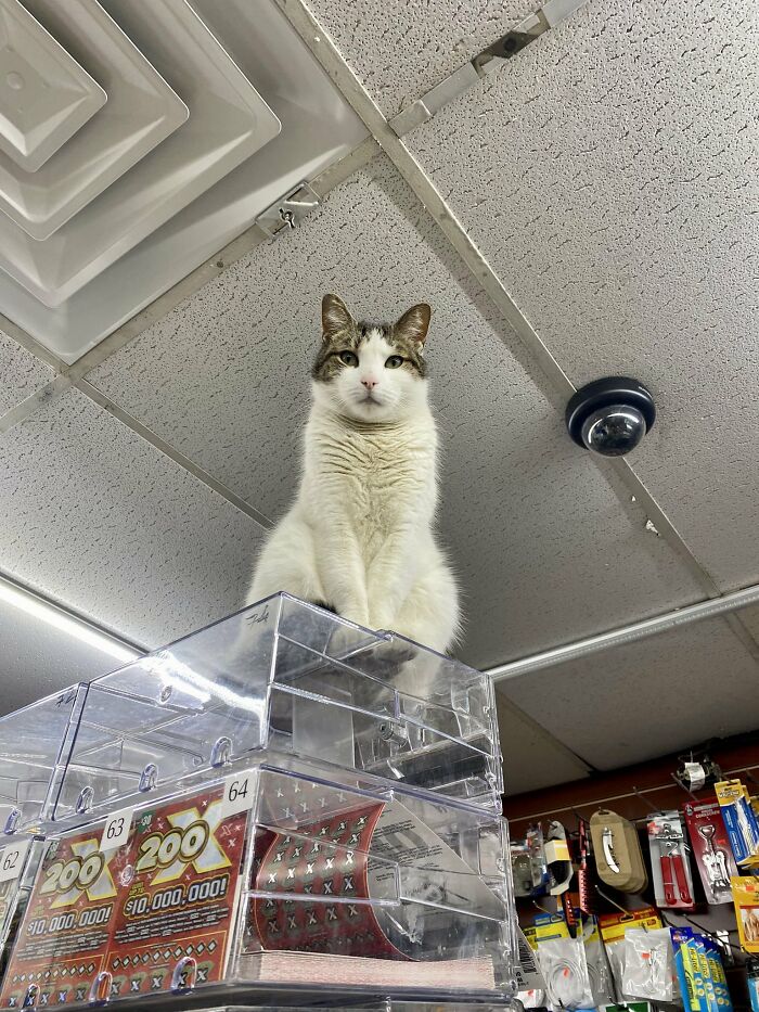 Funny-Store-Cats-Pictures