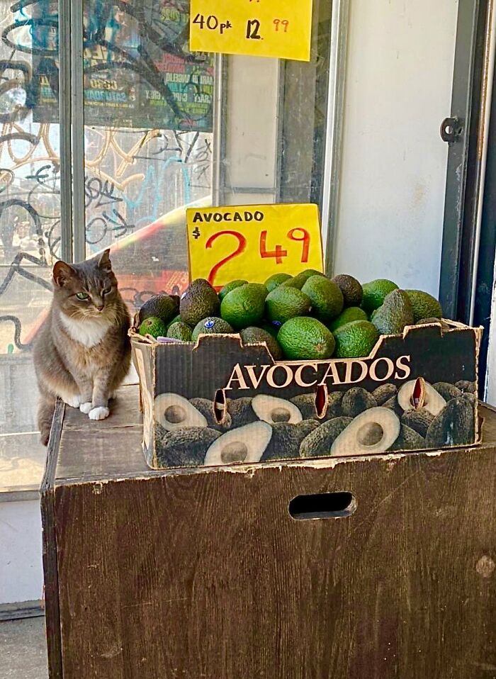 Funny-Store-Cats-Pictures