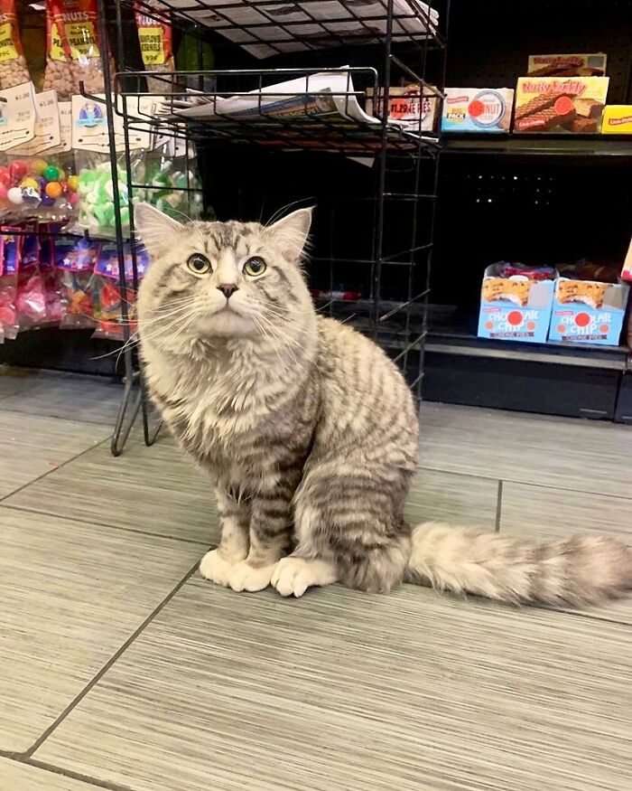 This Twitter Account Collects Photos Of Cats In Small Shops Looking Like They Own The Place (50 New Pics)