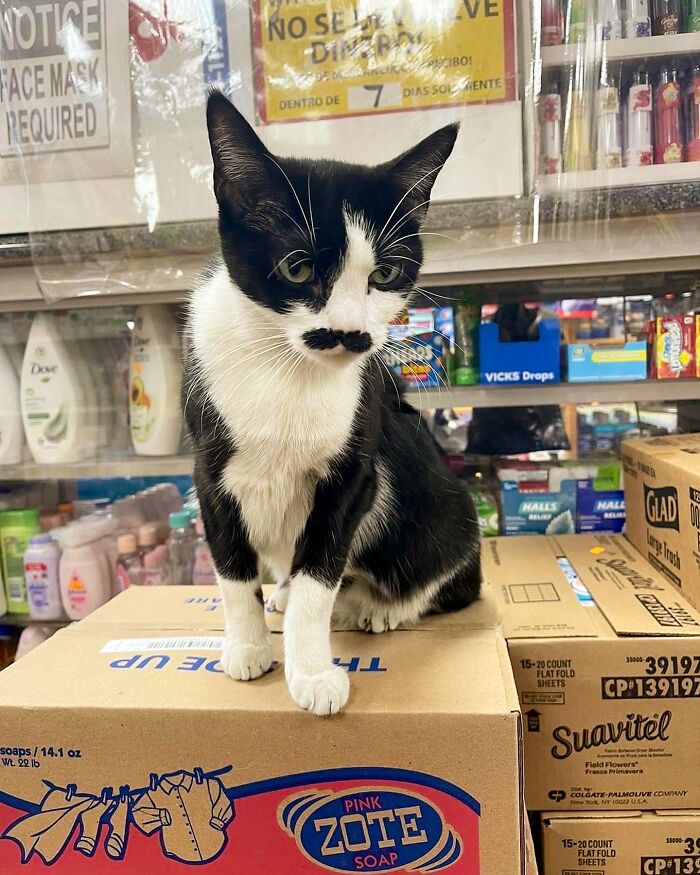 Funny-Store-Cats-Pictures