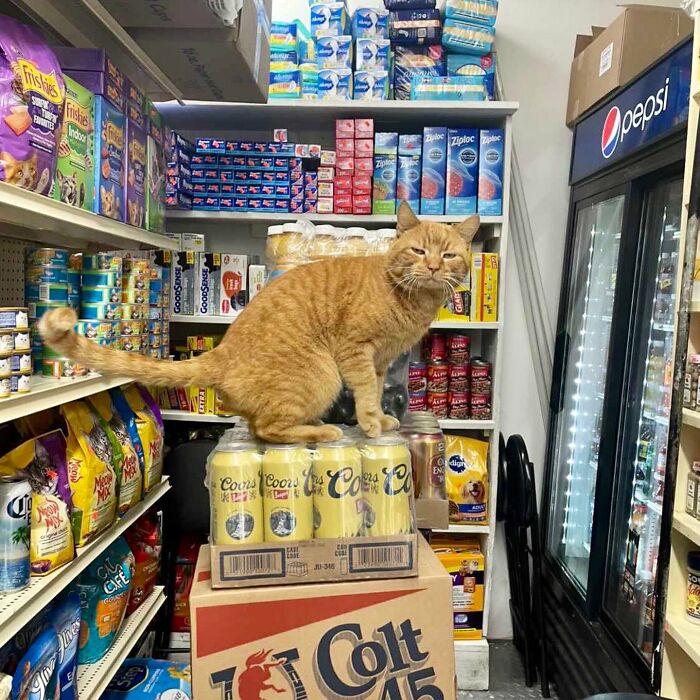 Funny-Store-Cats-Pictures