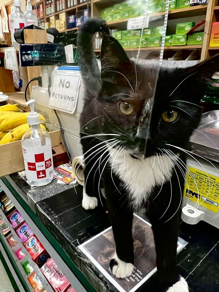 Funny-Store-Cats-Pictures