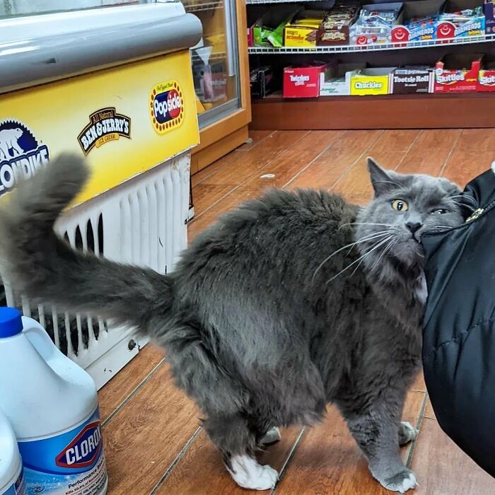 Funny-Store-Cats-Pictures