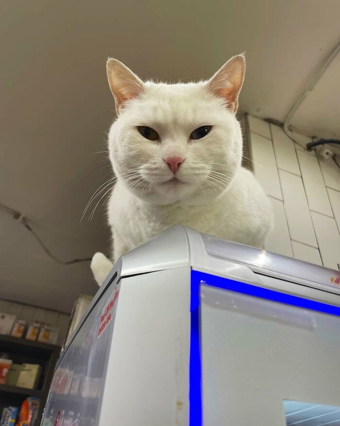 Funny-Store-Cats-Pictures