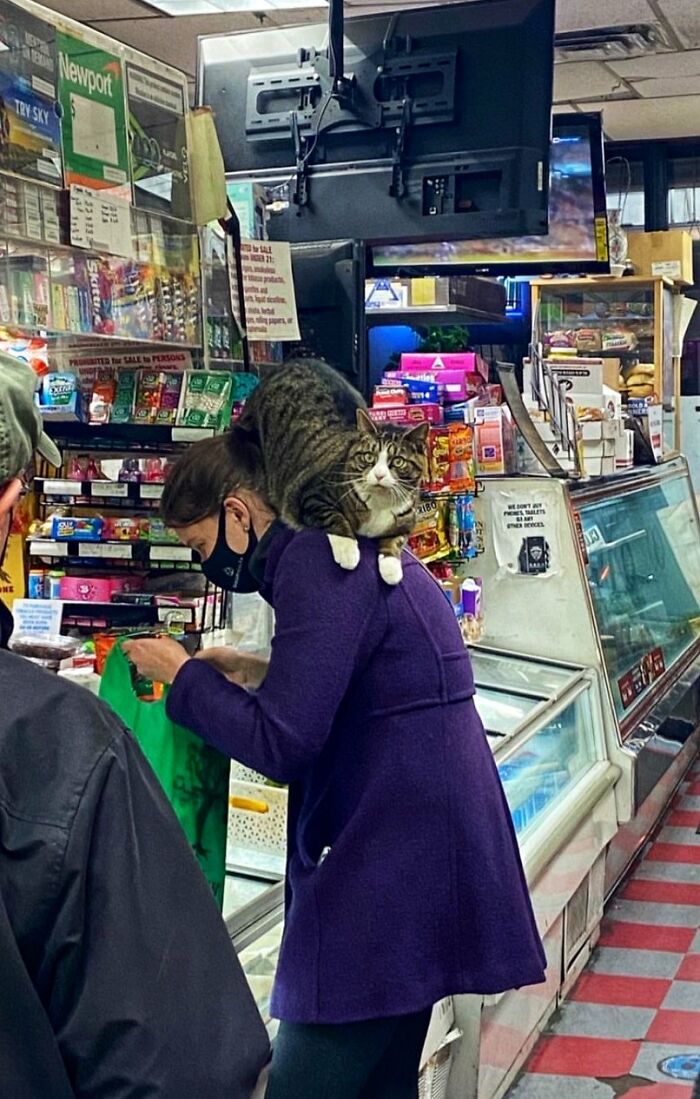 Funny-Store-Cats-Pictures