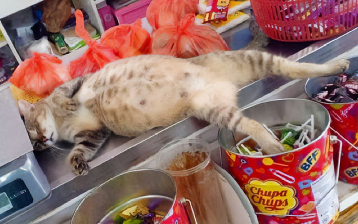 Funny-Store-Cats-Pictures