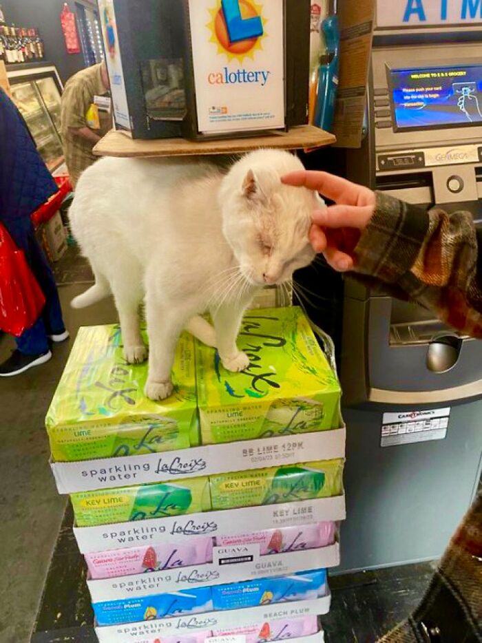 Funny-Store-Cats-Pictures