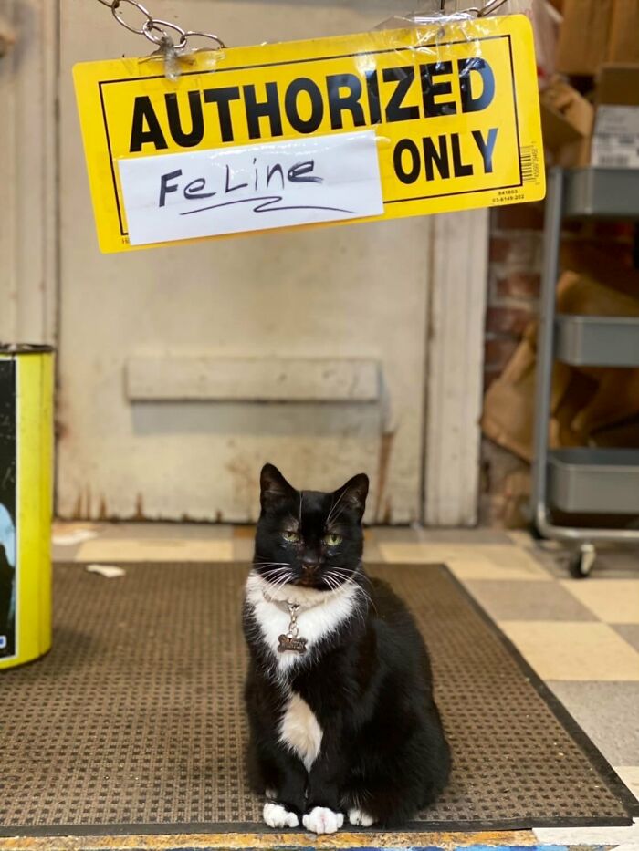 This Twitter Account Collects Photos Of Cats In Small Shops Looking Like They Own The Place (50 New Pics)