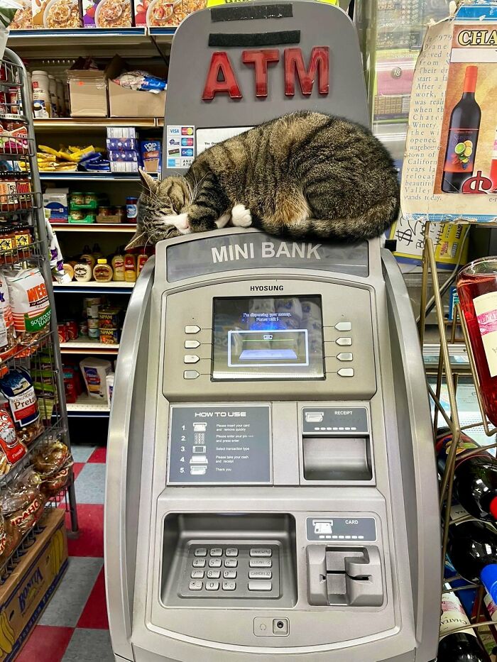 Funny-Store-Cats-Pictures