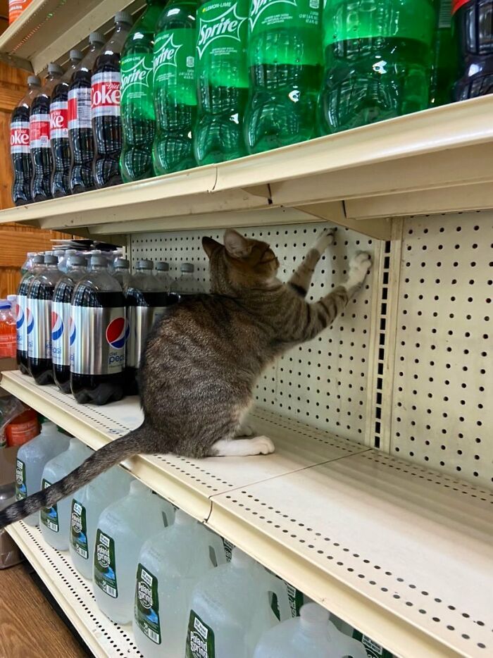 Funny-Store-Cats-Pictures